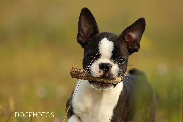 Momo - De Will-Dog Blaze of Glory