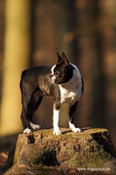 Momo - De Will-Dog Blaze of Glory