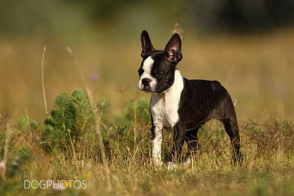 Momo - De Will-Dog Blaze of Glory