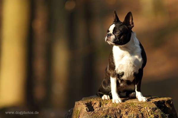 Momo - De Will-Dog Blaze of Glory