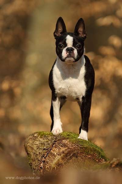 Momo - De Will-Dog Blaze of Glory