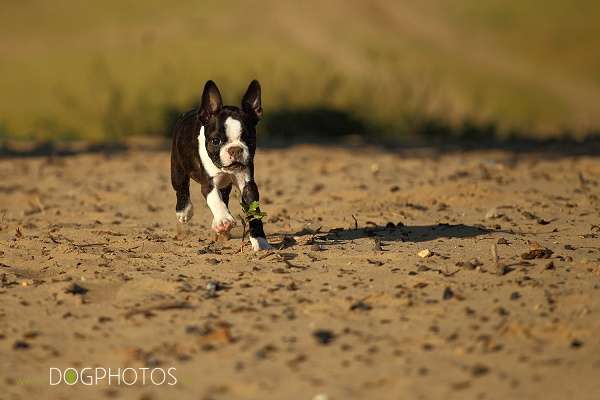 Momo - De Will-Dog Blaze of Glory