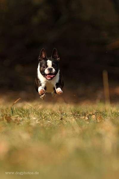 Momo - De Will-Dog Blaze of Glory