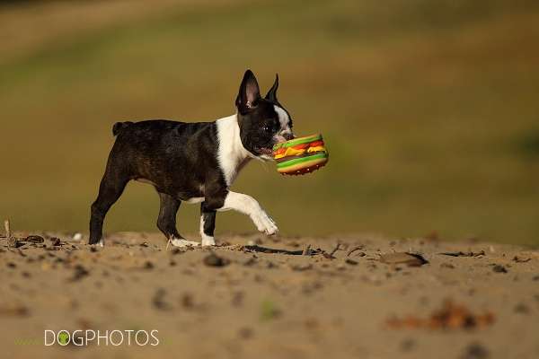 Momo - De Will-Dog Blaze of Glory