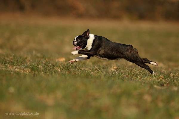 Momo - De Will-Dog Blaze of Glory