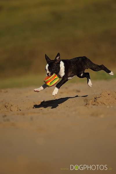 Momo - De Will-Dog Blaze of Glory