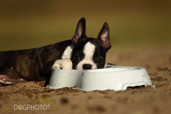 Momo - De Will-Dog Blaze of Glory