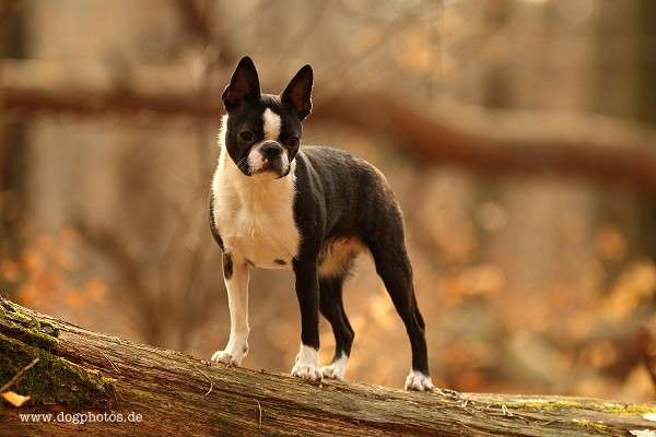 Momo - De Will-Dog Blaze of Glory