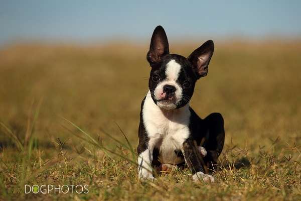 Momo - De Will-Dog Blaze of Glory