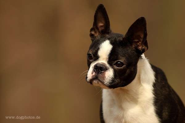 Momo - De Will-Dog Blaze of Glory