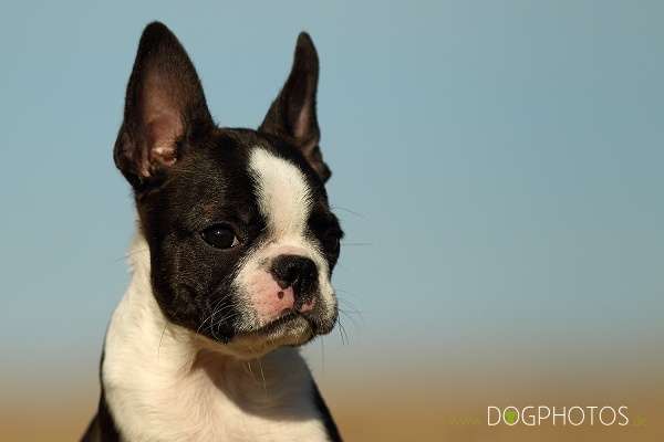 Momo - De Will-Dog Blaze of Glory