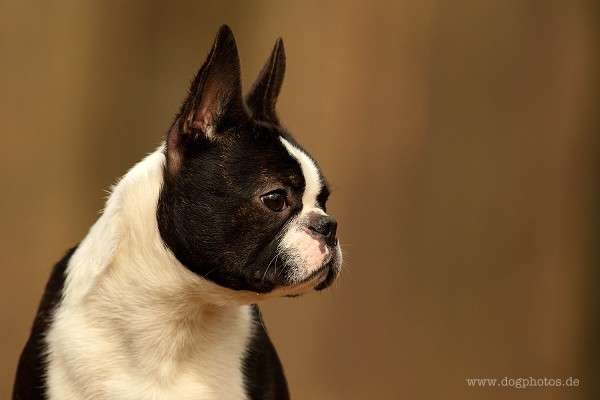 Momo - De Will-Dog Blaze of Glory