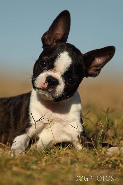 Momo - De Will-Dog Blaze of Glory