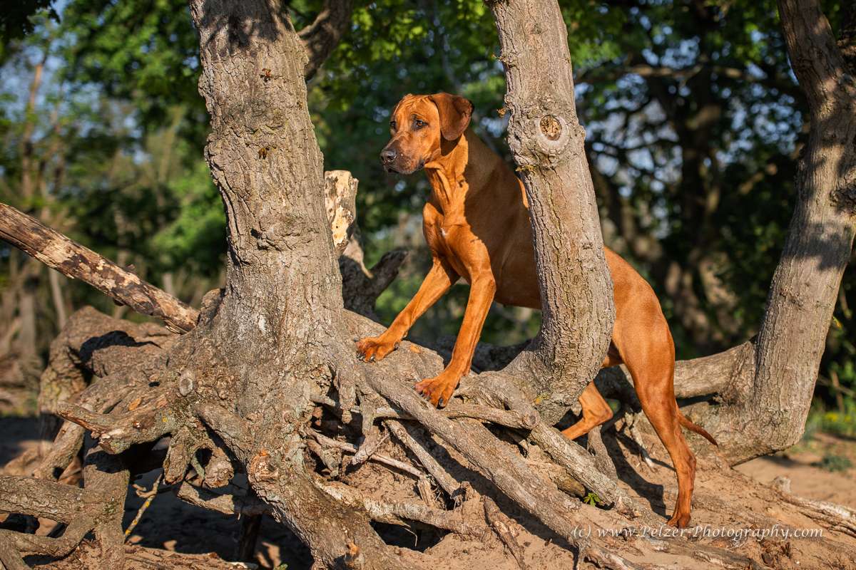 Hakuna Matata Mabou of Kimberley’s Diamonds