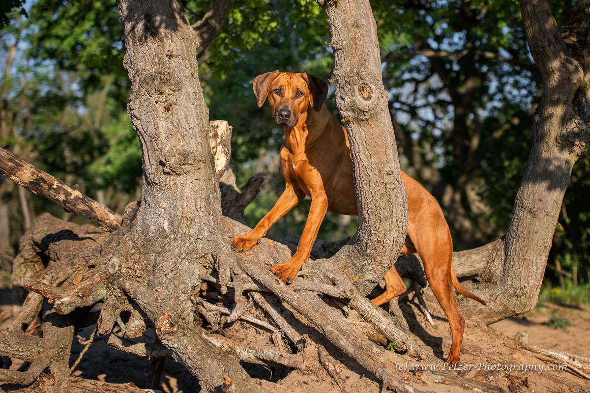 Hakuna Matata Mabou of Kimberley’s Diamonds