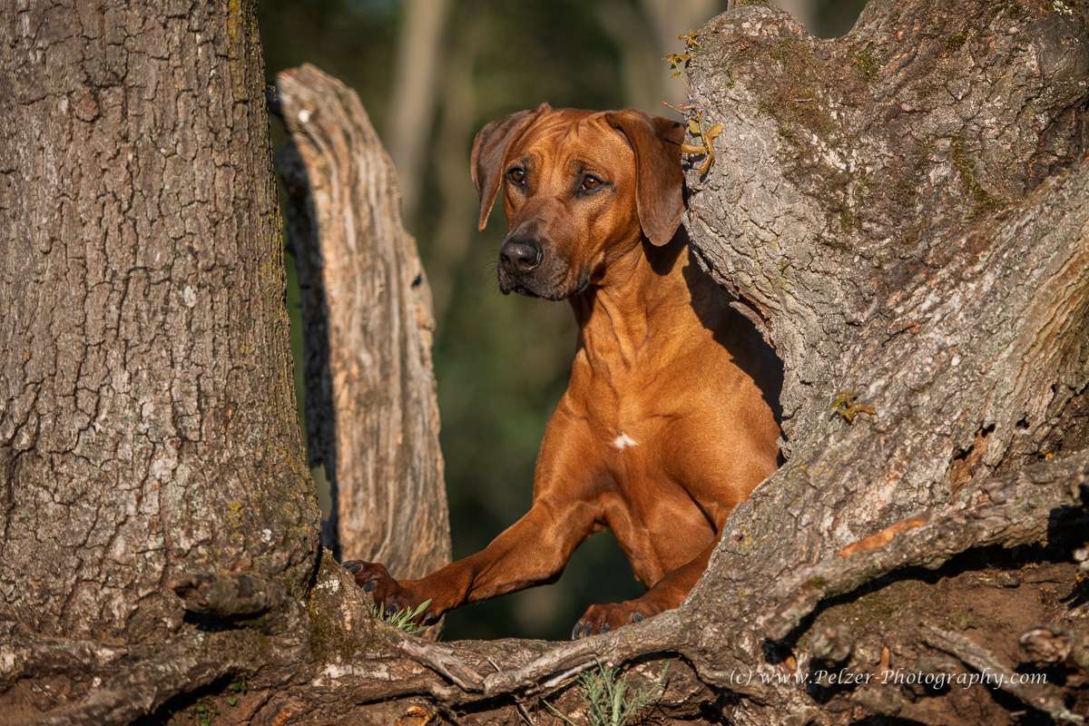 Hakuna Matata Mabou of Kimberley’s Diamonds