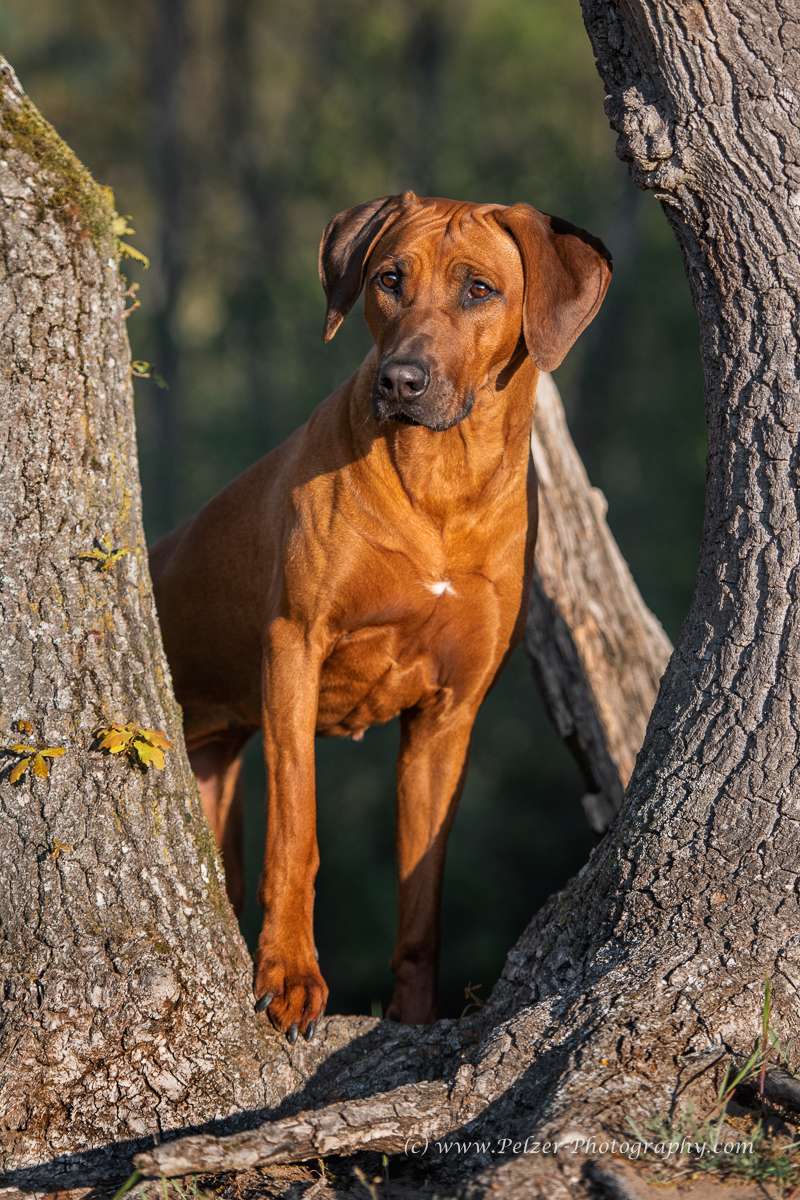 Hakuna Matata Mabou of Kimberley’s Diamonds