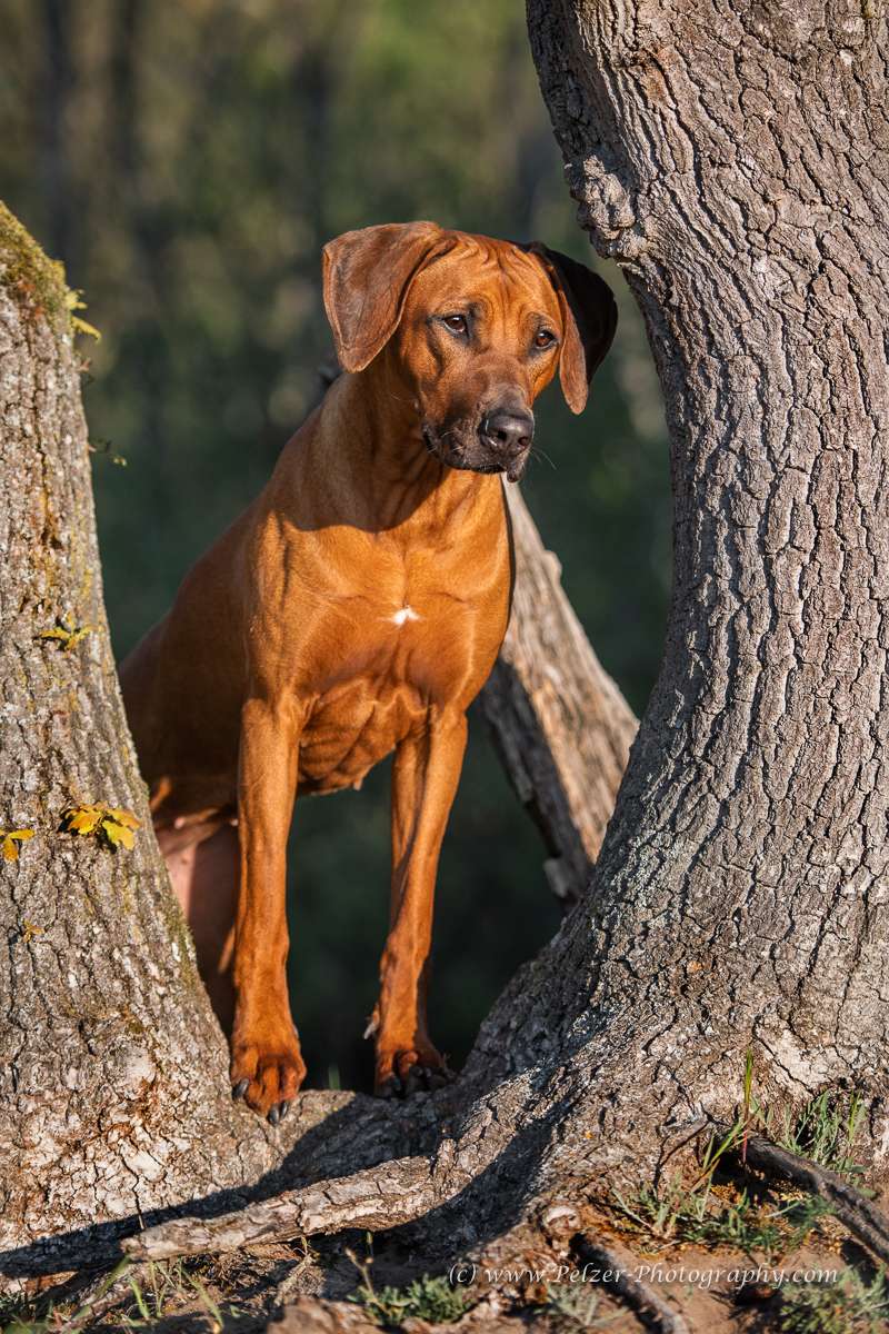 Hakuna Matata Mabou of Kimberley’s Diamonds