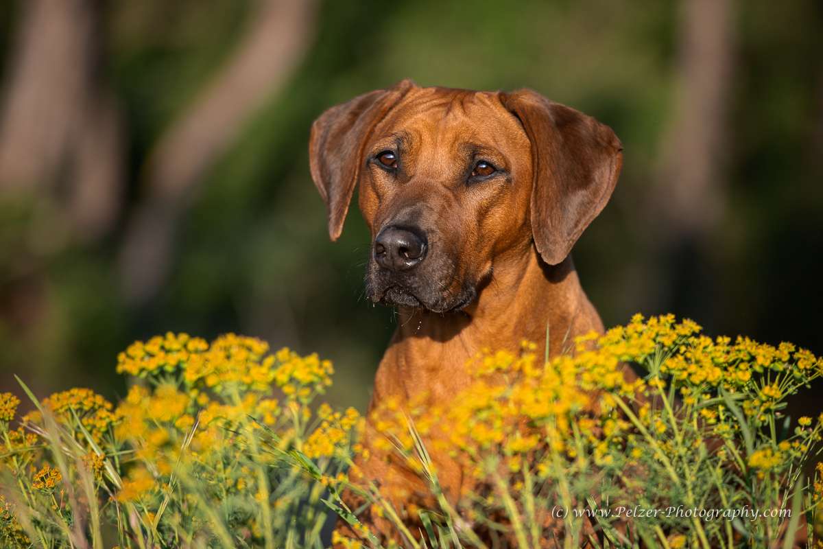 Hakuna Matata Mabou of Kimberley’s Diamonds