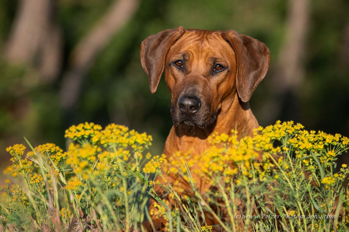 Hakuna Matata Mabou of Kimberley’s Diamonds