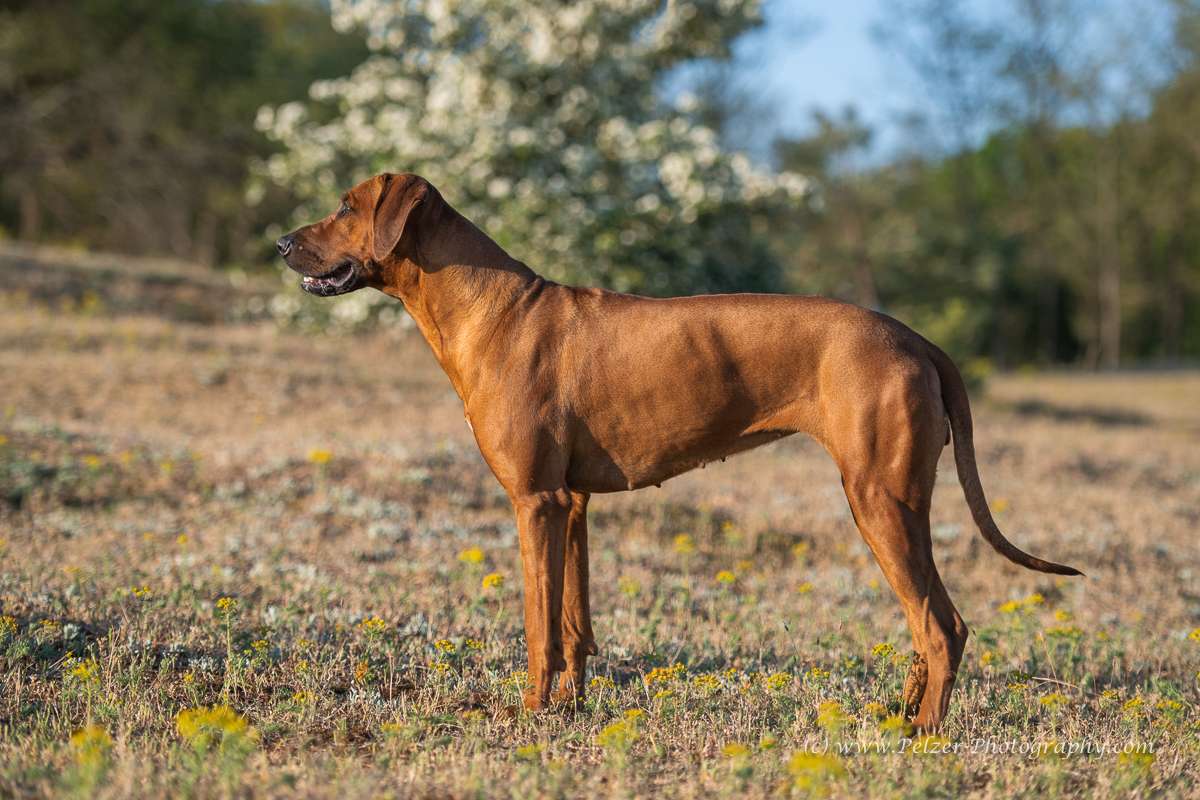 Hakuna Matata Mabou of Kimberley’s Diamonds