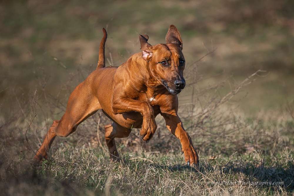 Hakuna Matata Mabou of Kimberley’s Diamonds