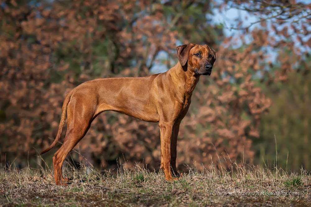 Hakuna Matata Mabou of Kimberley’s Diamonds