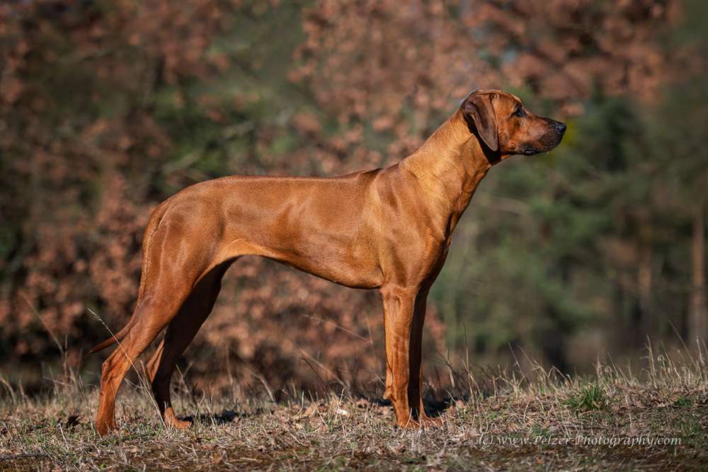 Hakuna Matata Mabou of Kimberley’s Diamonds