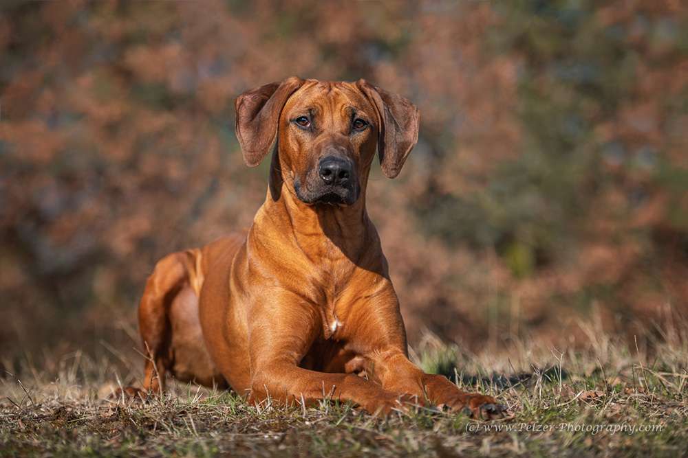 Hakuna Matata Mabou of Kimberley’s Diamonds