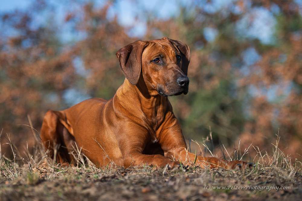 Hakuna Matata Mabou of Kimberley’s Diamonds