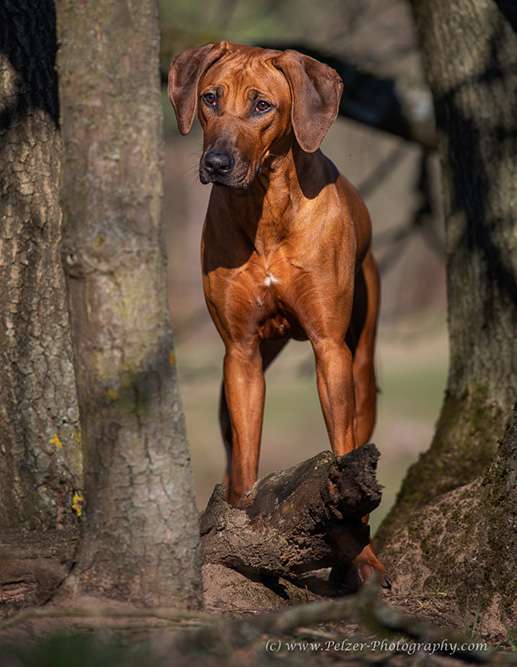 *Mabou* - Hakuna Matata Mabou of Kimberley’s Diamonds