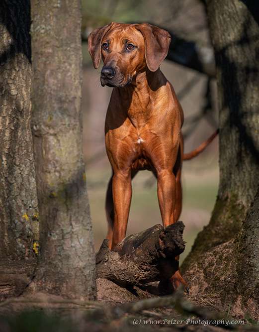 *Mabou* - Hakuna Matata Mabou of Kimberley’s Diamonds