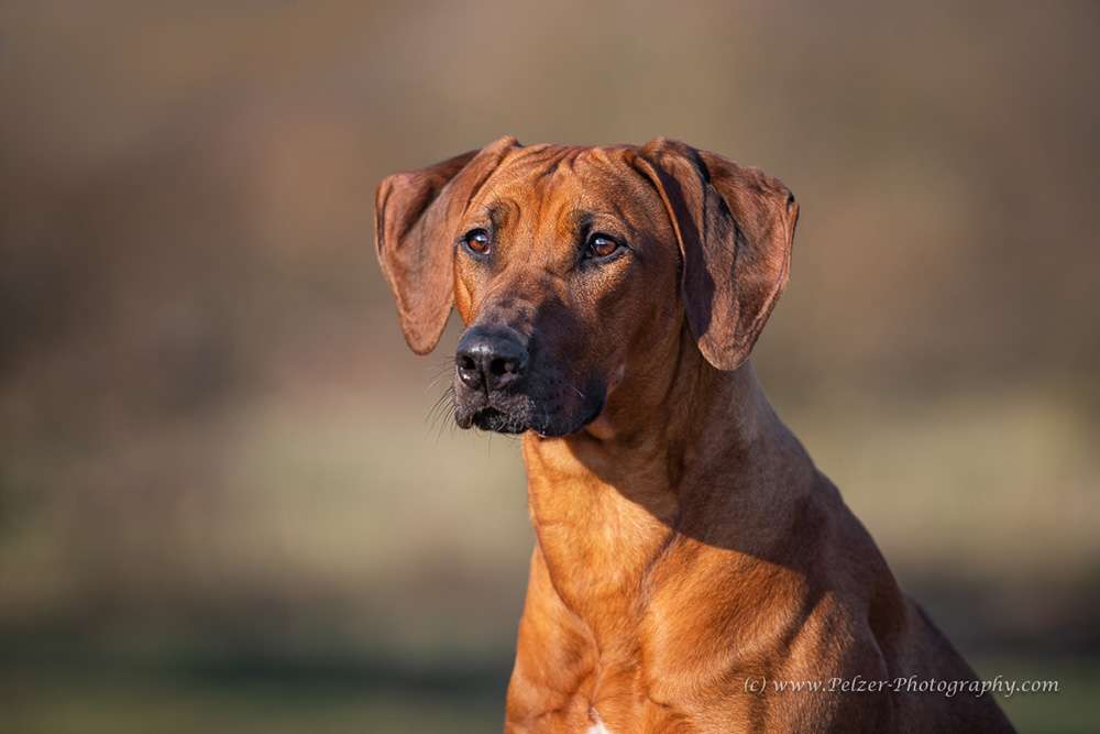 Hakuna Matata Mabou of Kimberley’s Diamonds