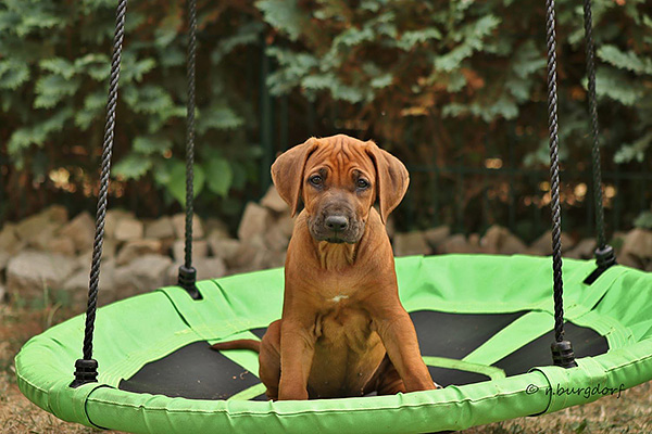 Hakuna Matata Mabou of Kimberley’s Diamonds