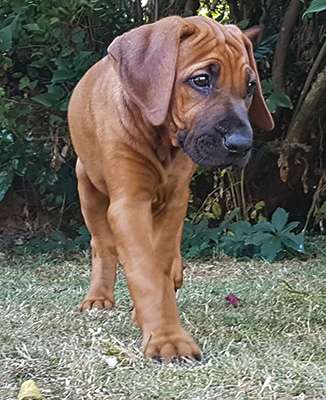 Hakuna Matata Mabou of Kimberley’s Diamonds