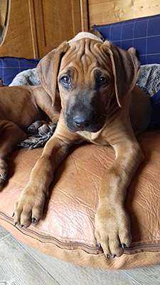 Hakuna Matata Mabou of Kimberley’s Diamonds