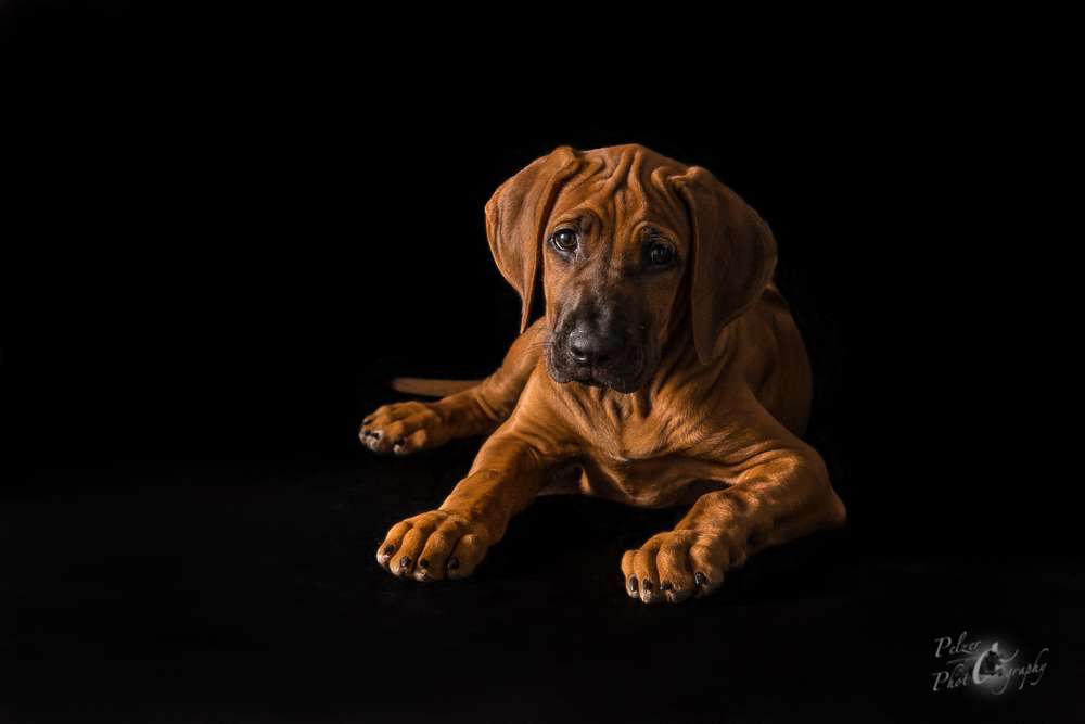 Hakuna Matata Mabou of Kimberley’s Diamonds