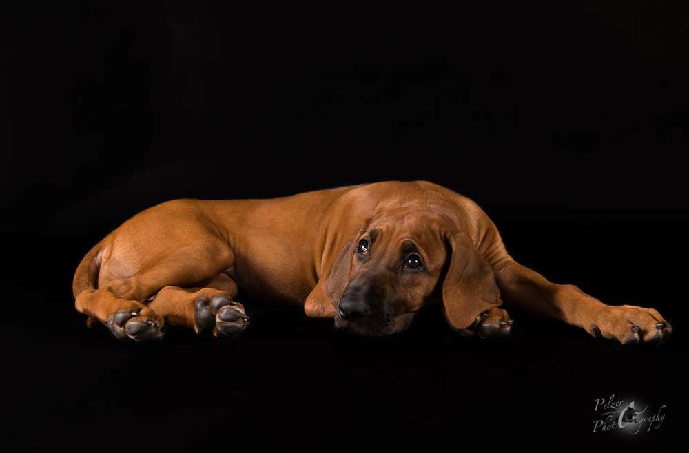 Hakuna Matata Mabou of Kimberley’s Diamonds