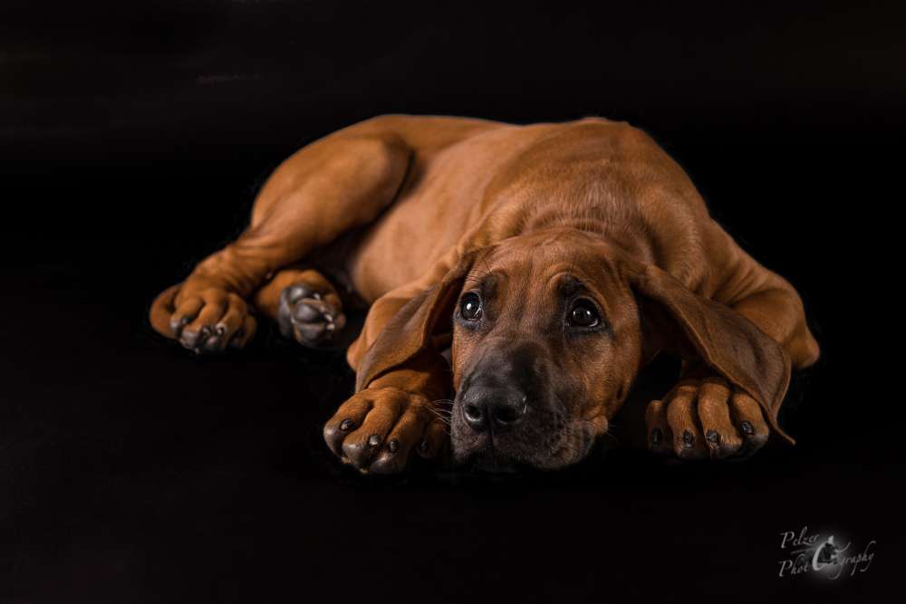 Hakuna Matata Mabou of Kimberley’s Diamonds